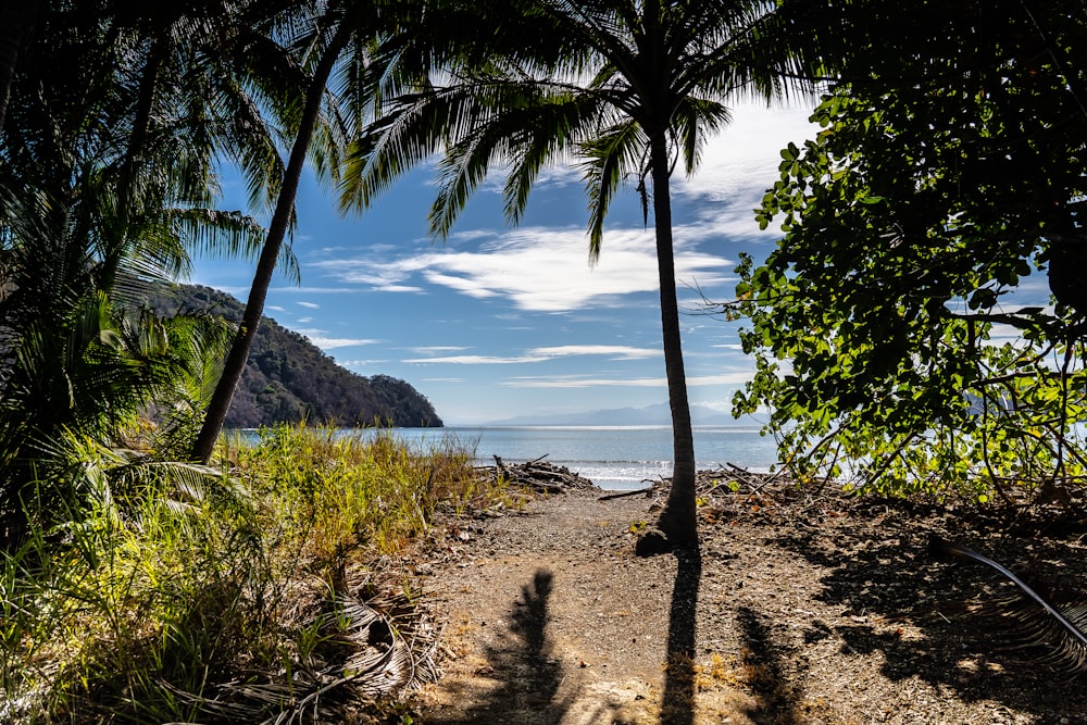 palmeira verde na areia marrom perto do corpo de água durante o dia