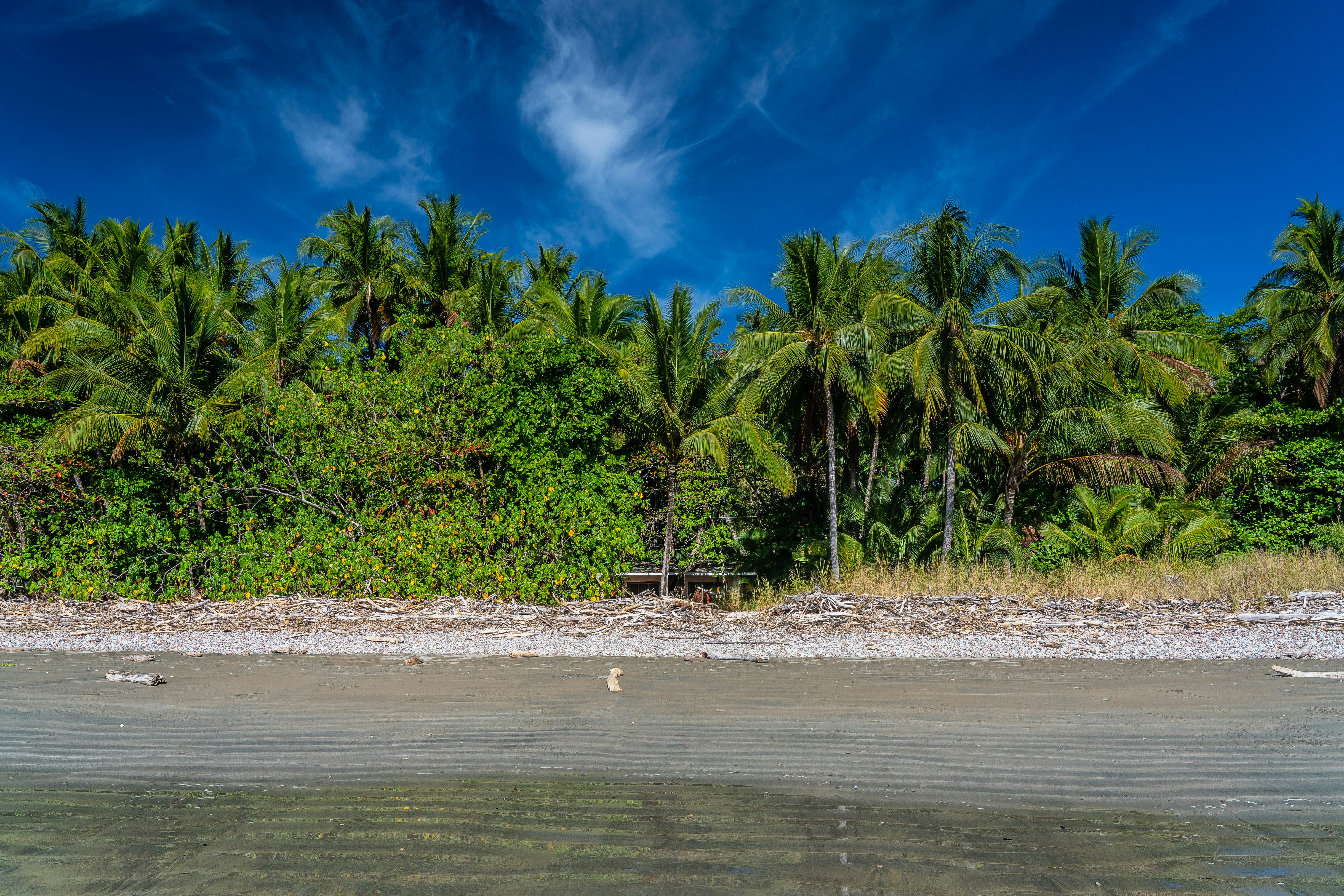 green palm trees on beach during daytime