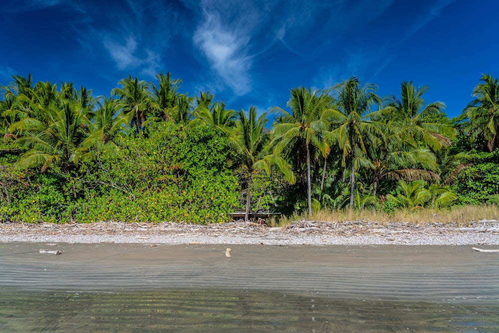 Palmiers verts sur la plage pendant la journée