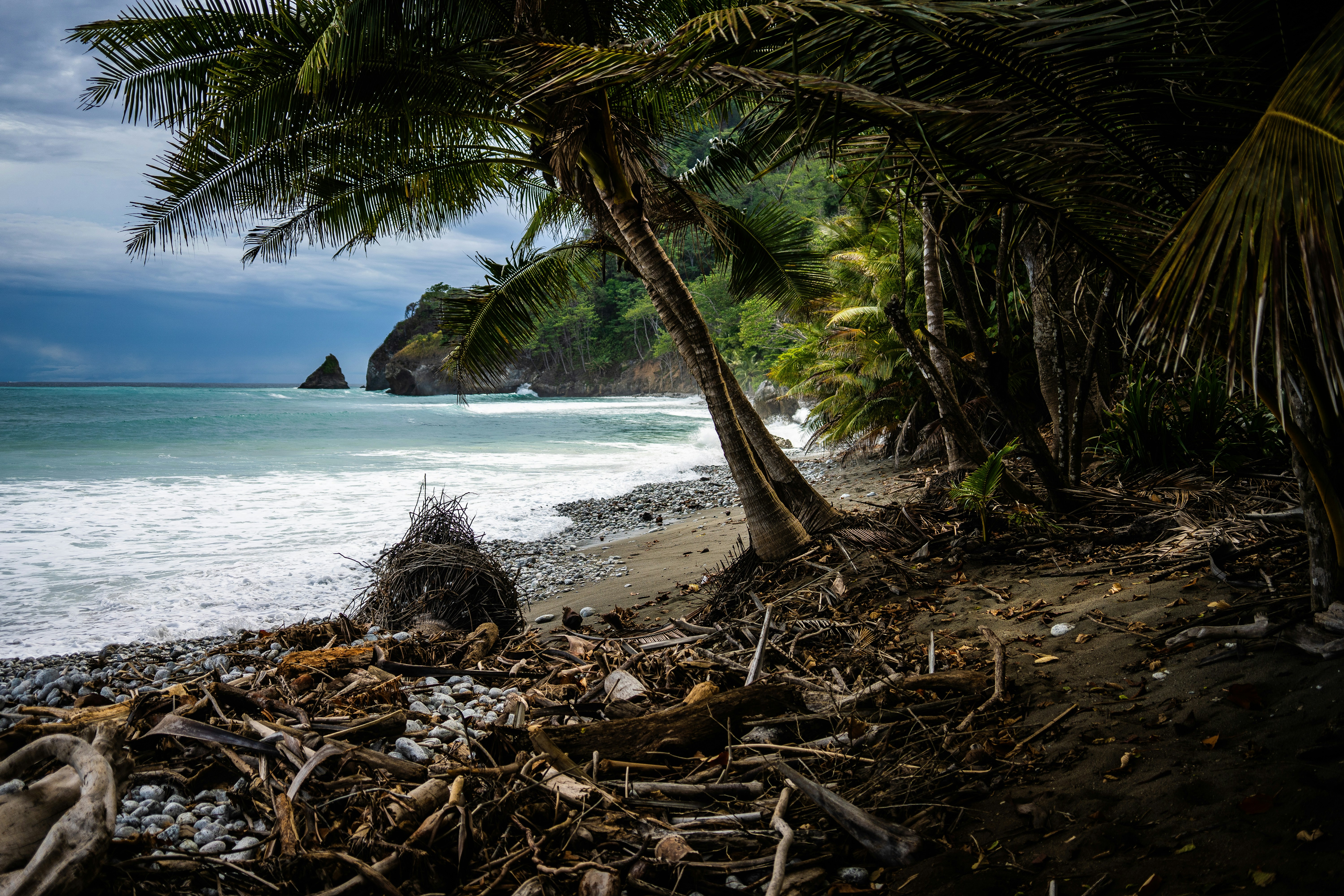 green tree on beach shore during daytime