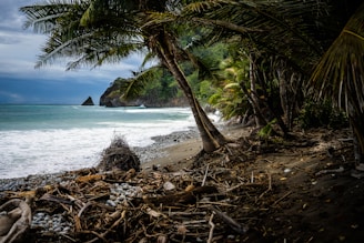 green tree on beach shore during daytime