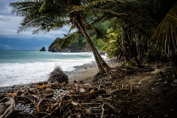 green tree on beach shore during daytime