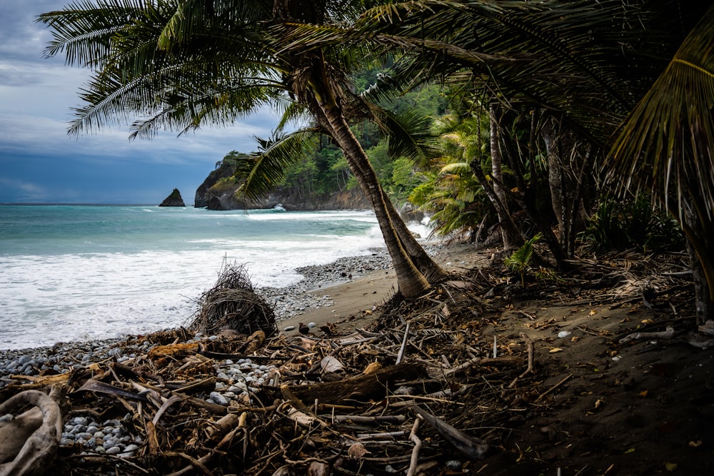 Árbol verde en la orilla de la playa durante el día