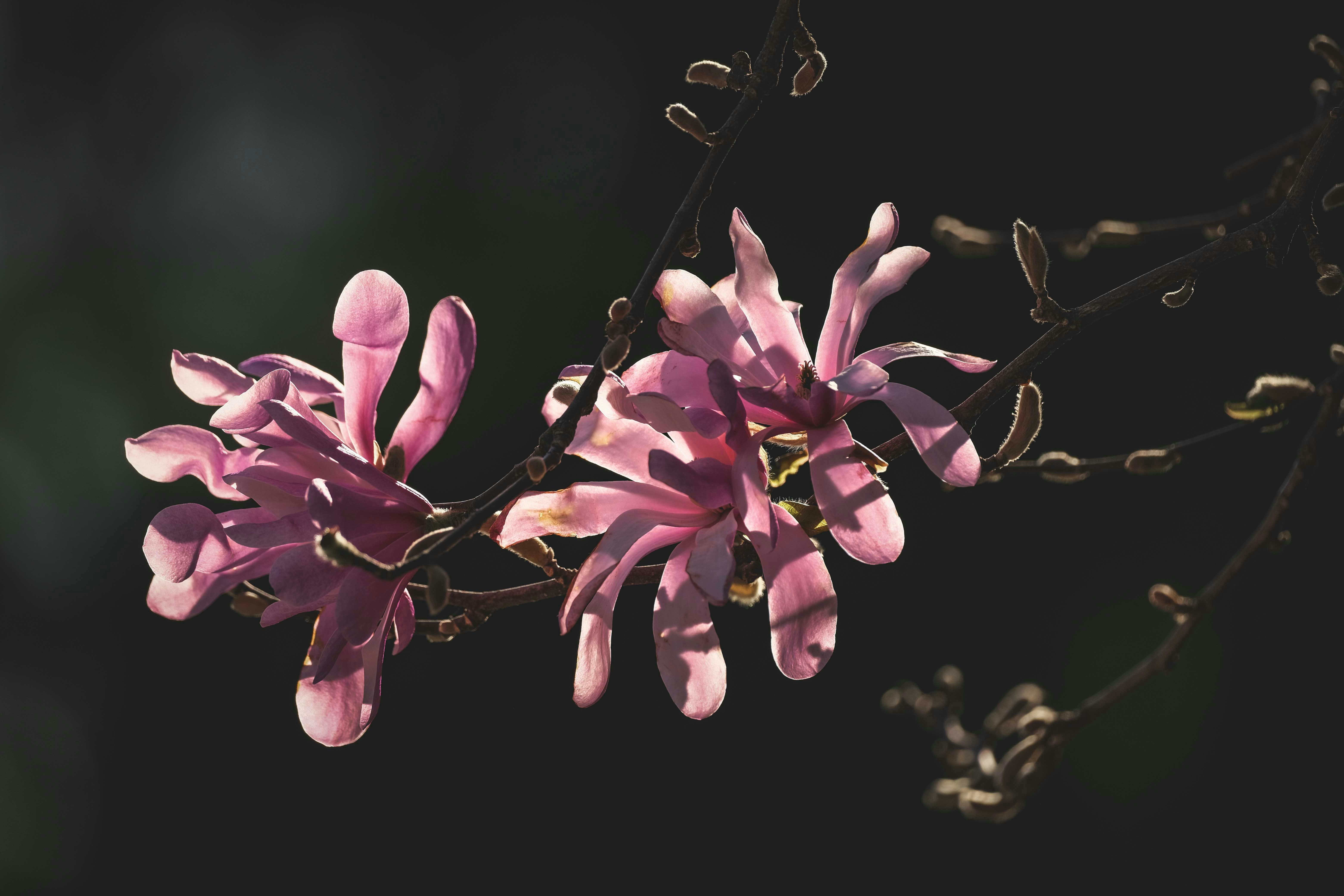 Photo by francesco_ungaro