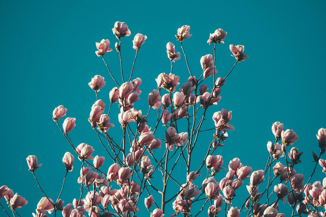 pink flower buds under blue sky during daytime