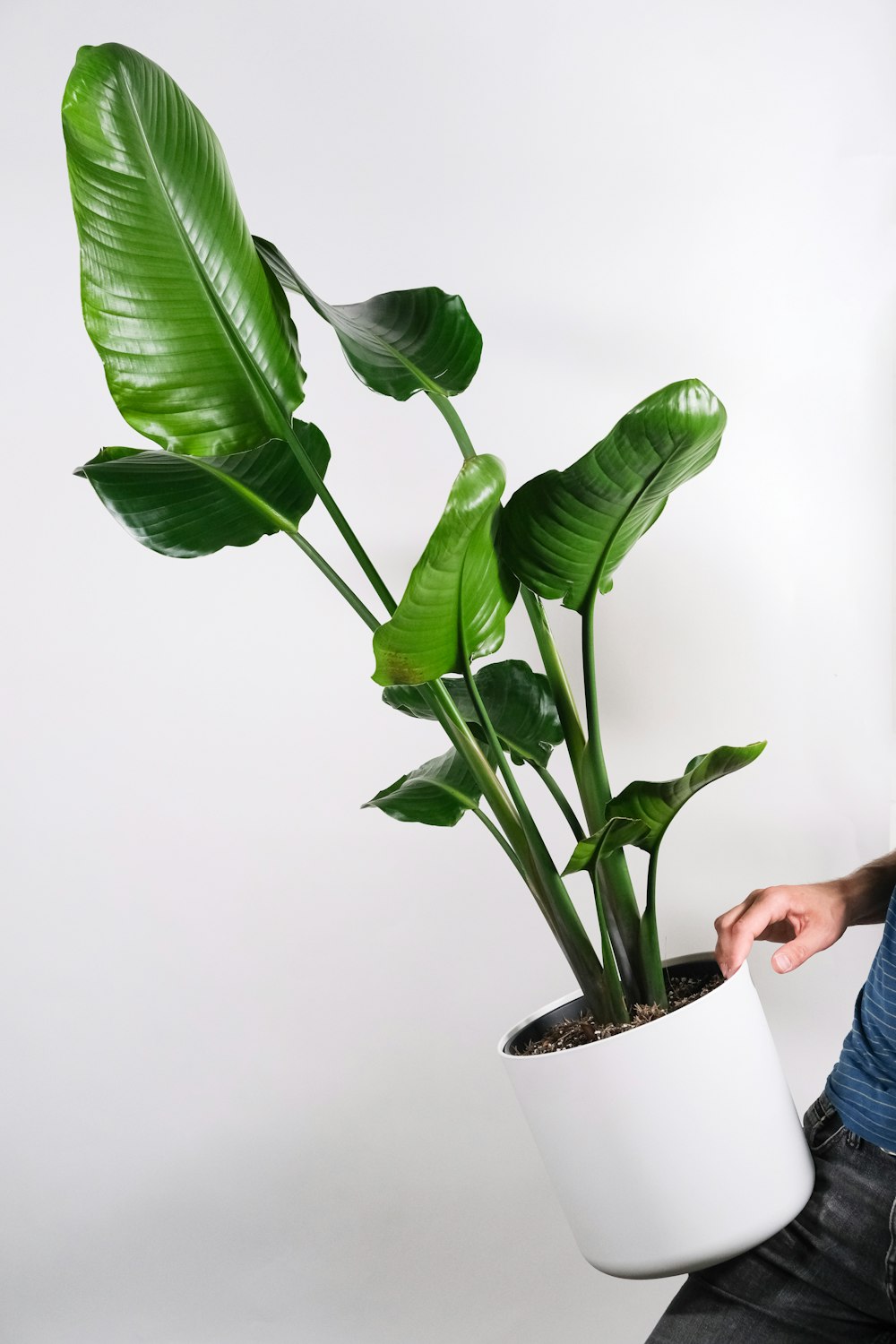 Planta verde en maceta de cerámica blanca