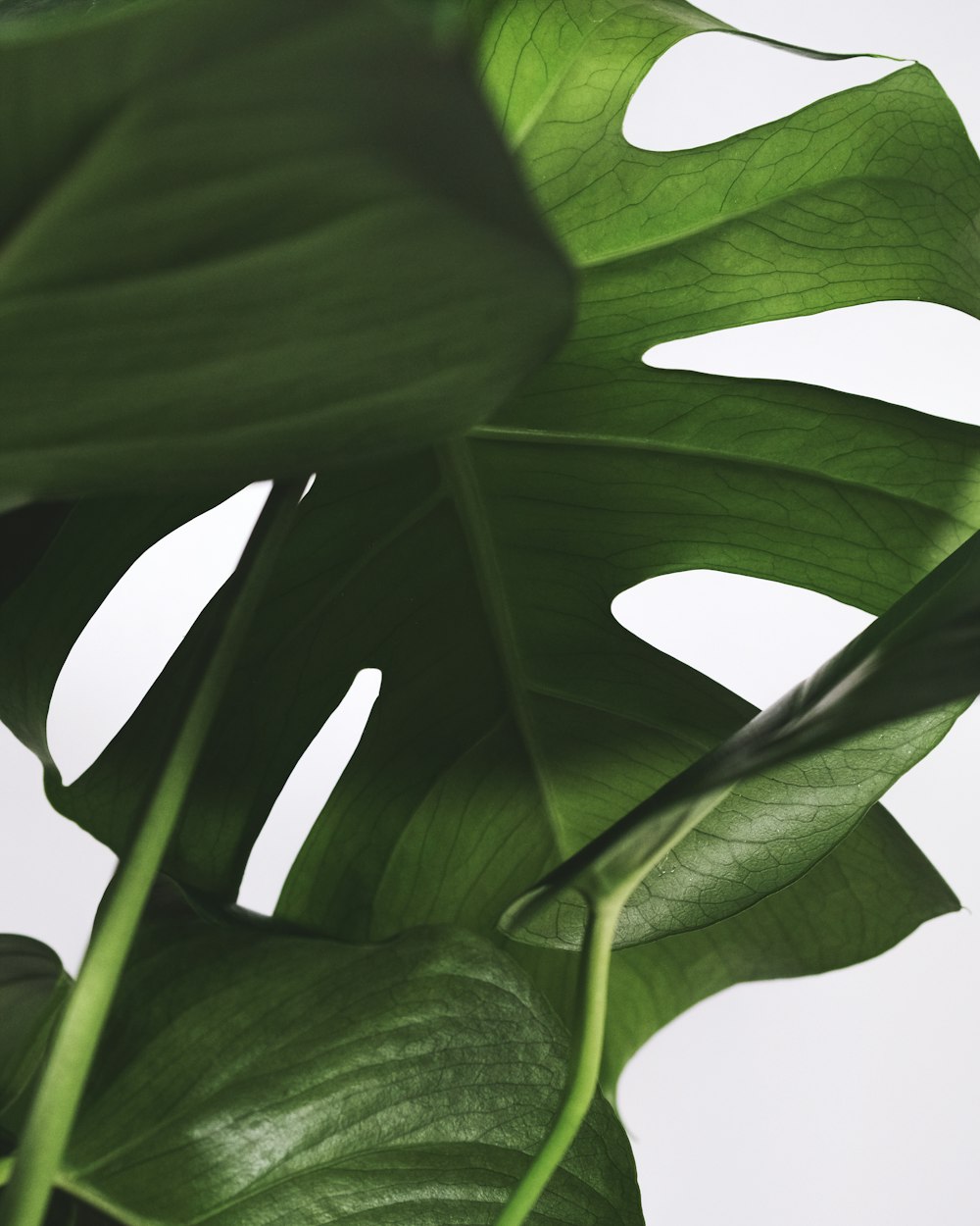 green leaf plant in close up photography