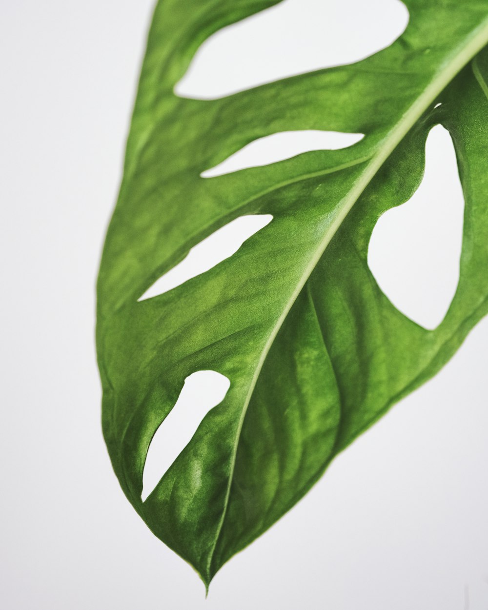 green leaf with white background