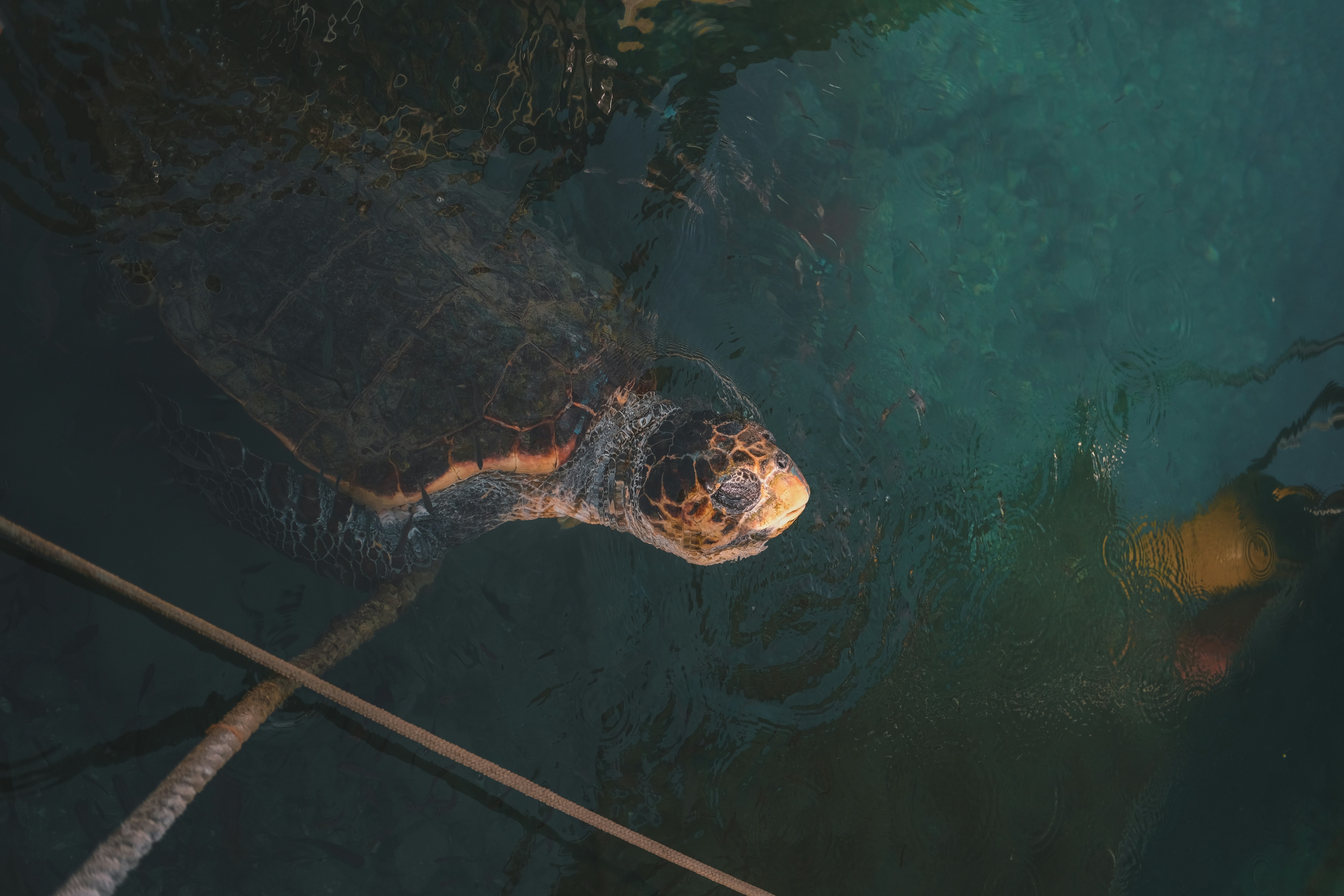 brown and black turtle in water