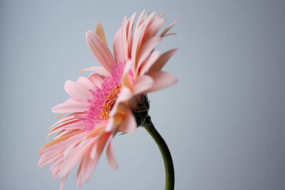 pink and white flower in close up photography