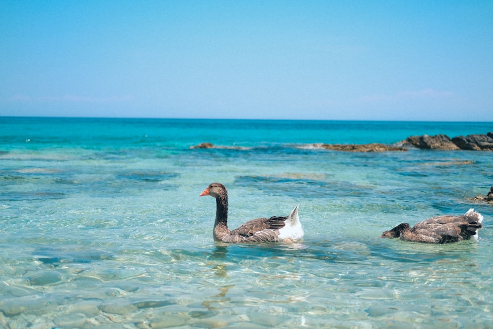 black duck on body of water during daytime