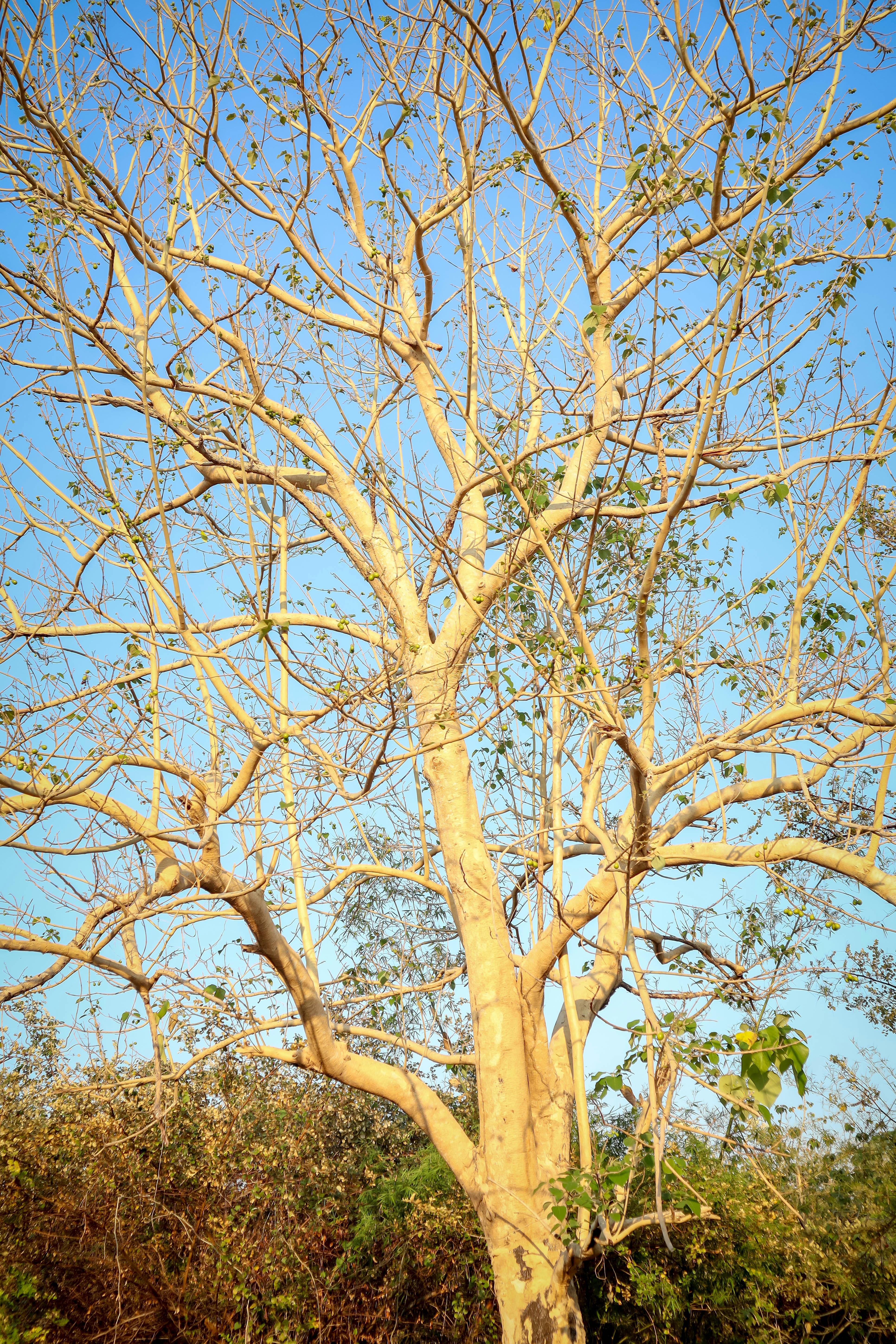 An illustration of a baobab tree in its natural habitat