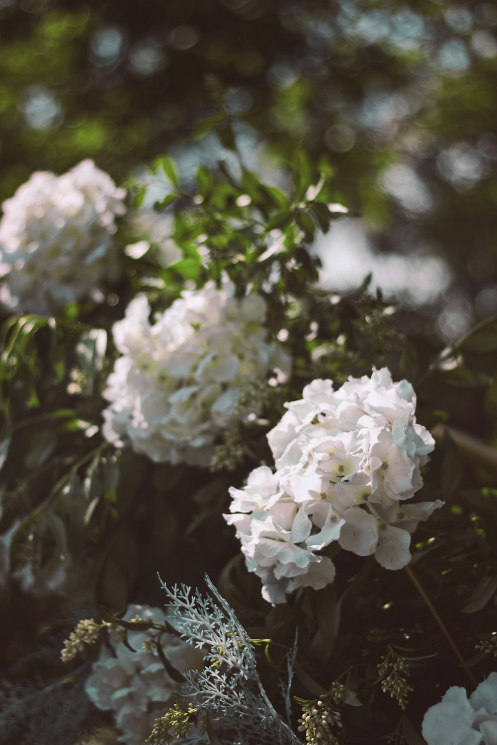 white flowers in tilt shift lens