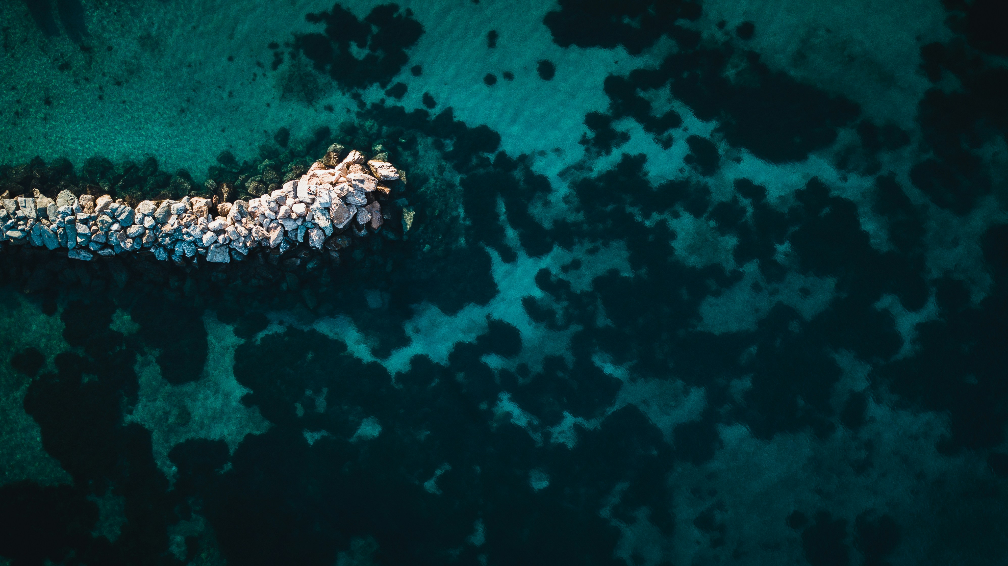 brown and black animal on body of water
