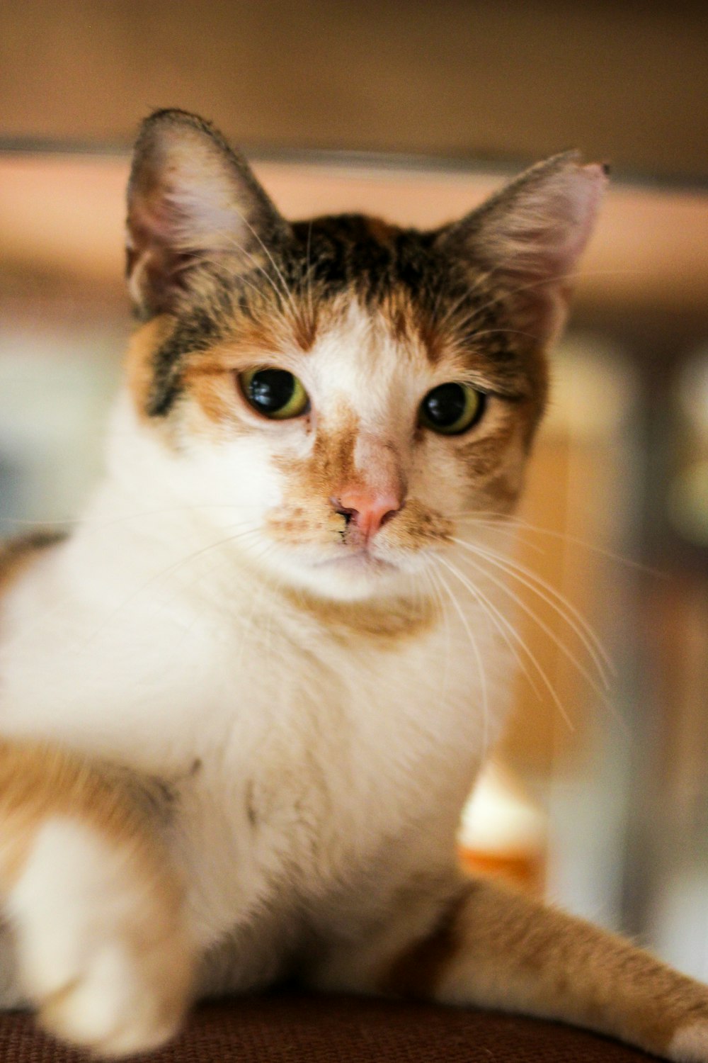 Gato blanco y marrón en lente de cambio de inclinación