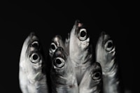 silver fish on black background