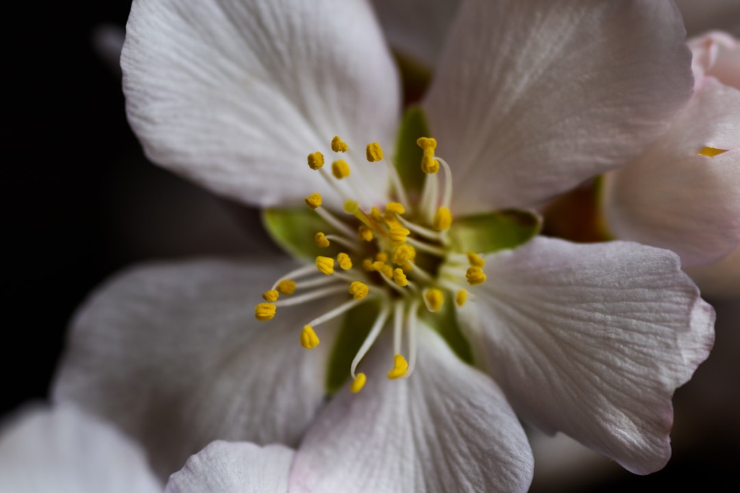 white and yellow flower in macro shot