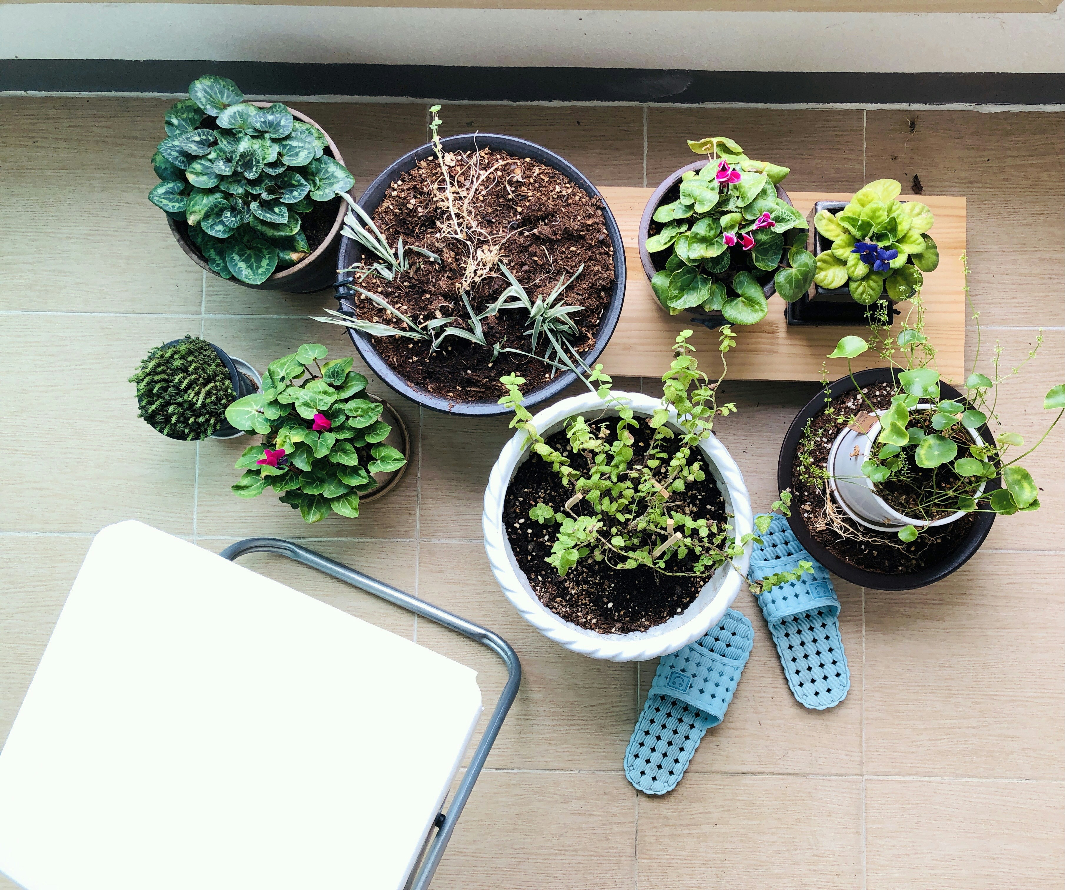 green plant on white plastic pot