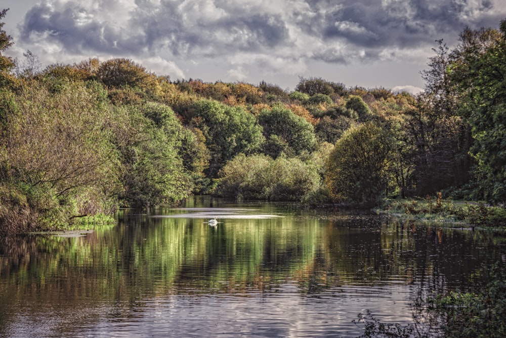 Grüne und braune Bäume am Fluss unter bewölktem Himmel tagsüber