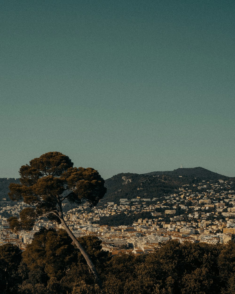 green tree on hill during daytime