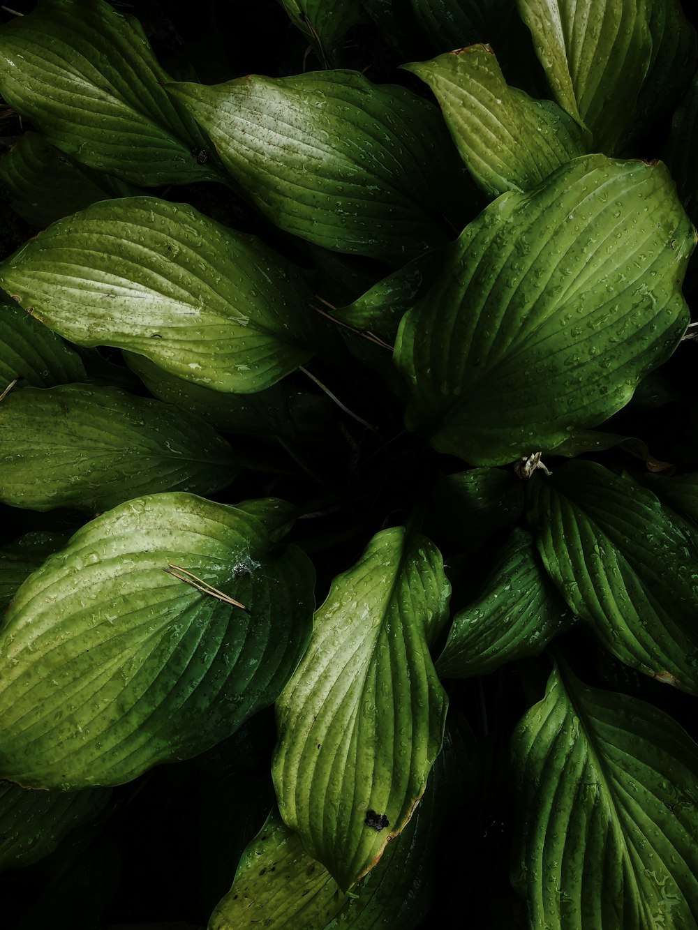 green leaves with water droplets