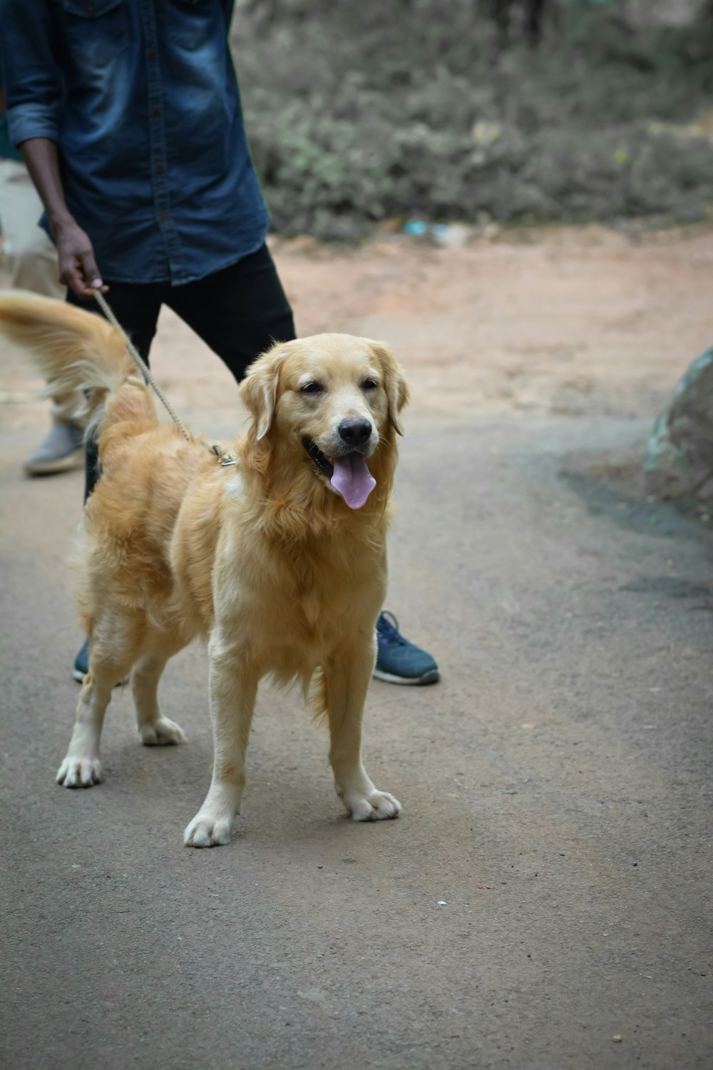 golden retriever sitting on gray concrete floor during daytime