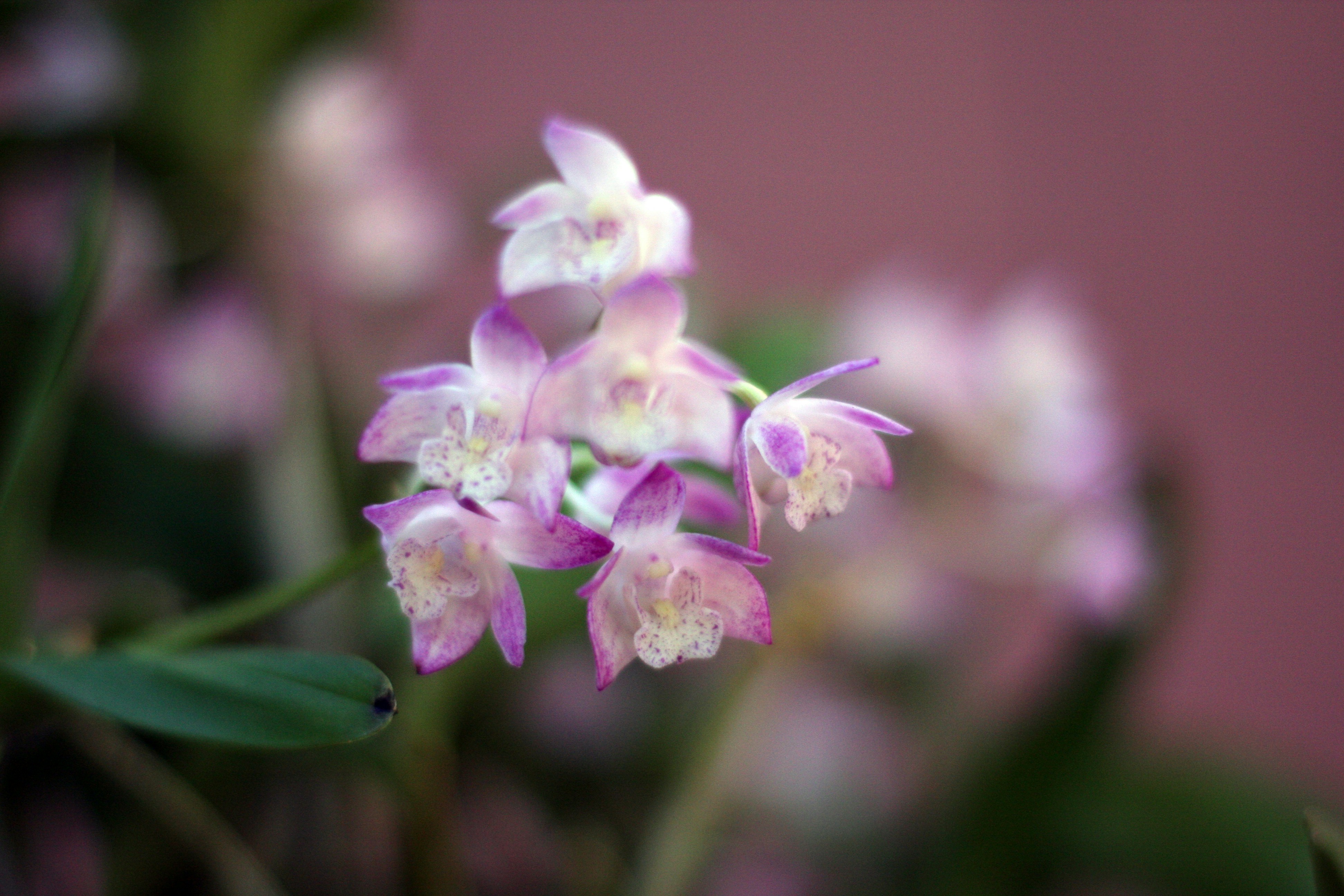 Flor blanca y morada en lente macro