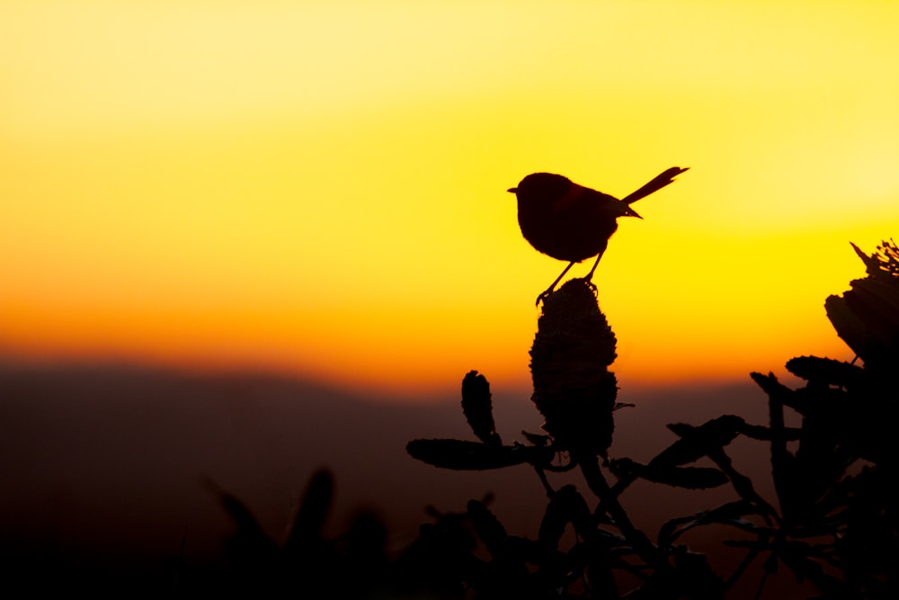 silhouette of bird perched on plant during sunset