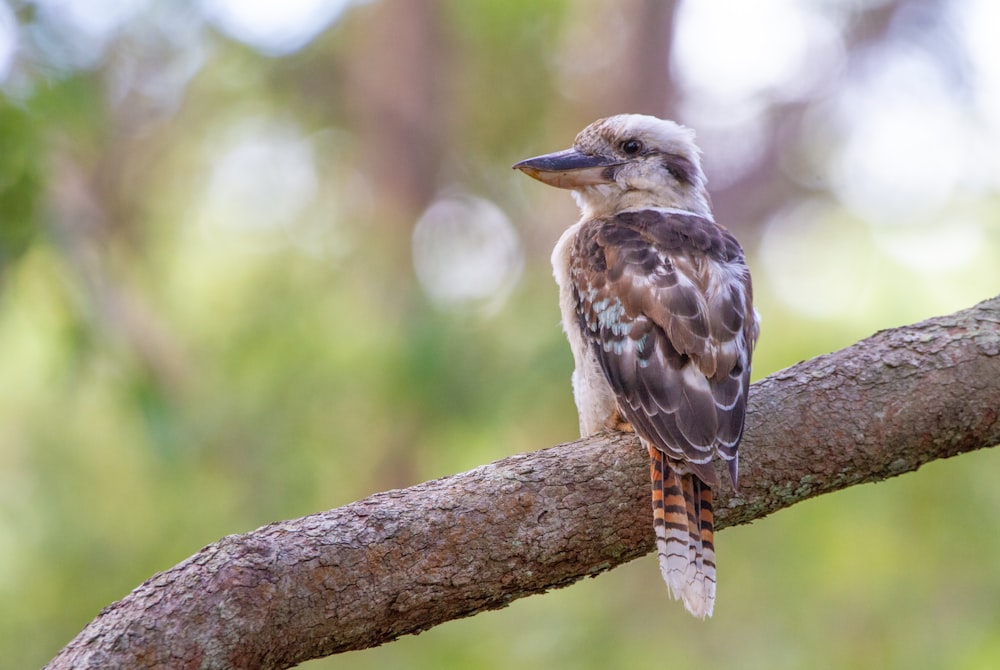 brown and white bird on brown tree branch during daytime