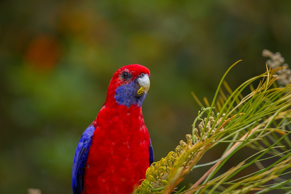 red blue and yellow bird on green plant