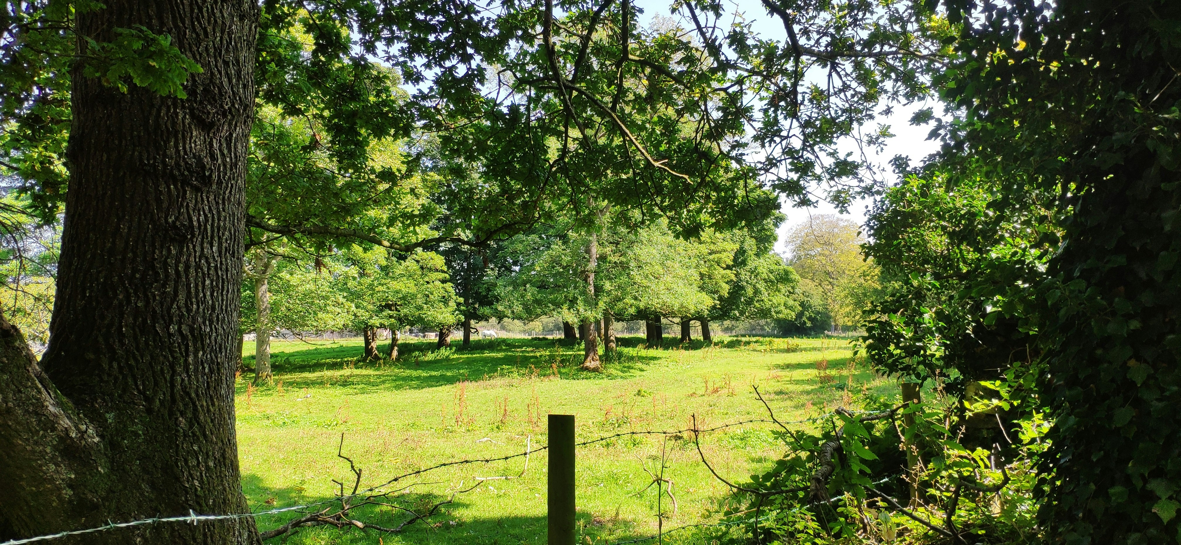 green grass field with trees during daytime