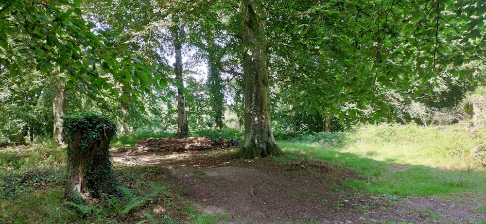 green trees on brown soil