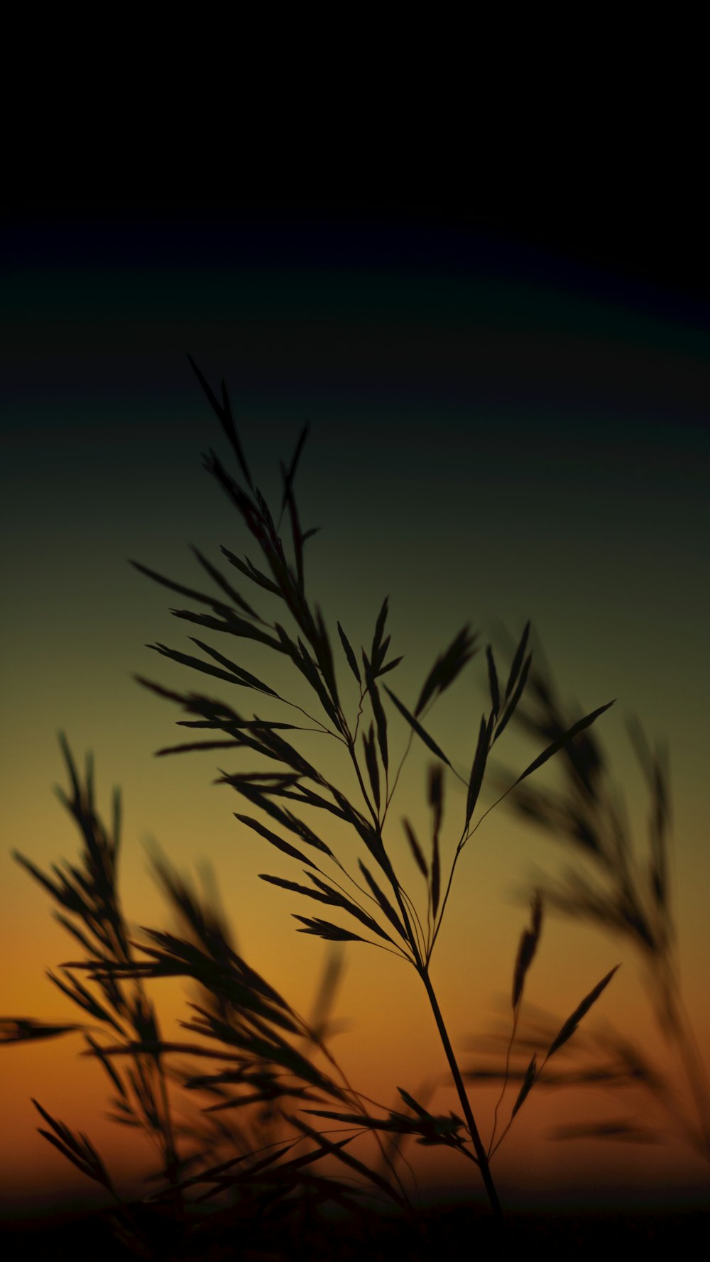 Planta de trigo marrón durante la noche