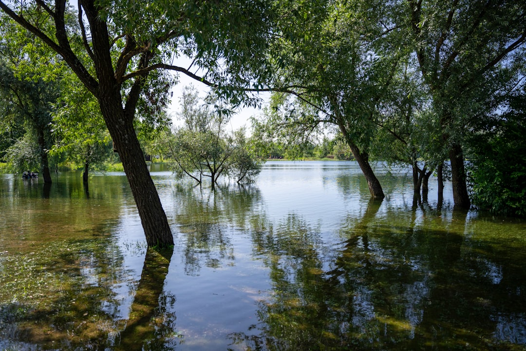 green trees on lake side during daytime