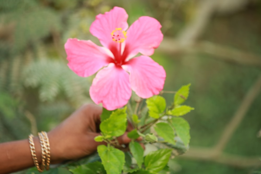 person holding pink flower during daytime