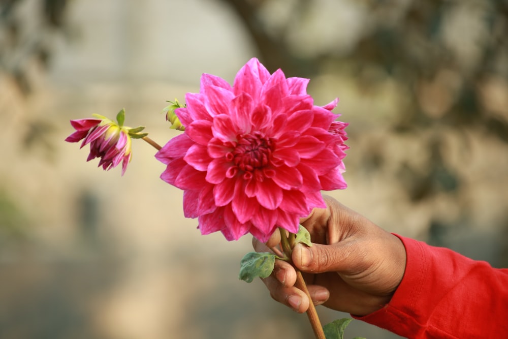 person holding pink flower during daytime