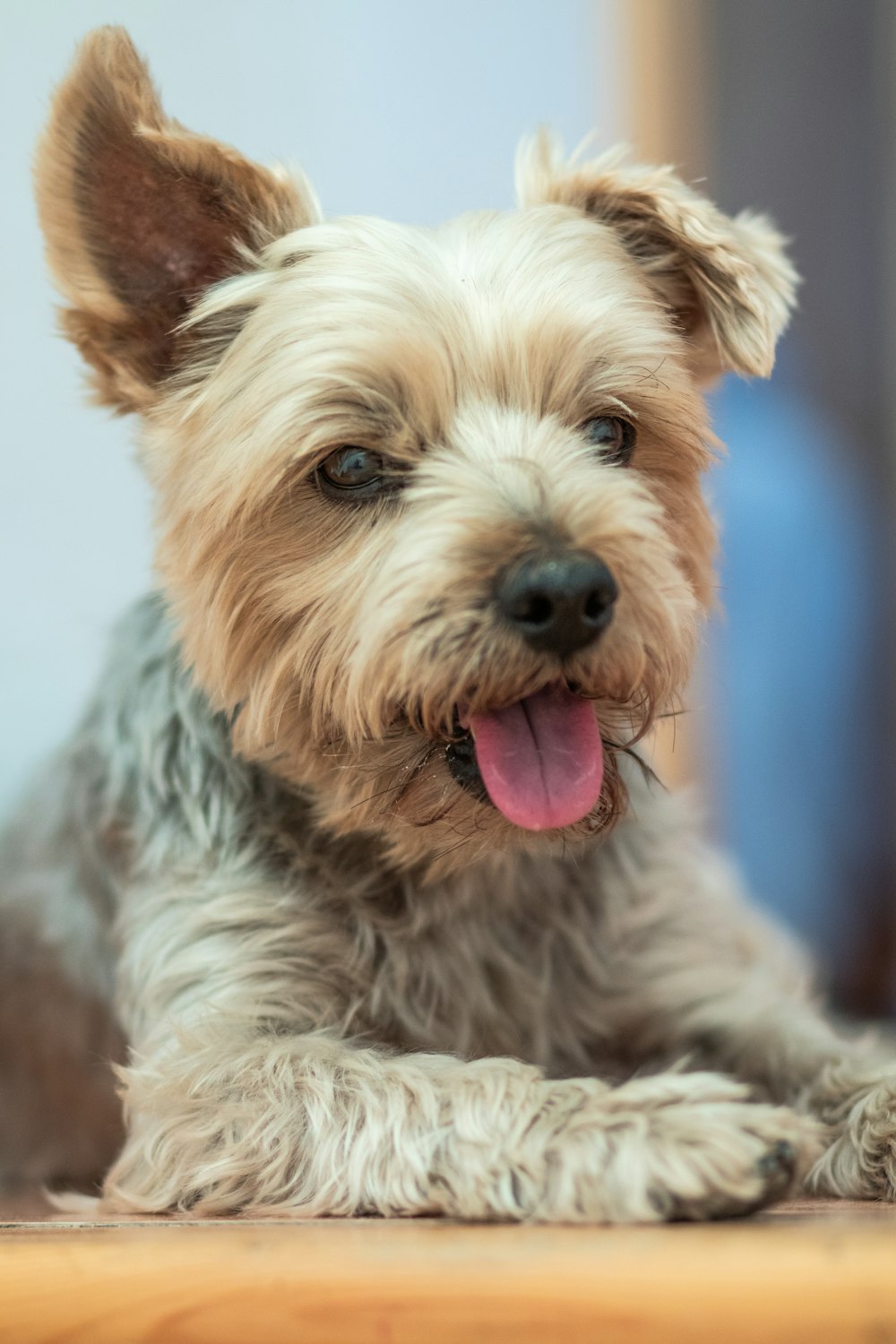 brown and gray yorkshire terrier