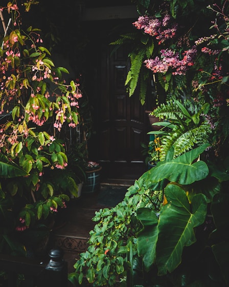 green and pink leaves on brown wooden fence