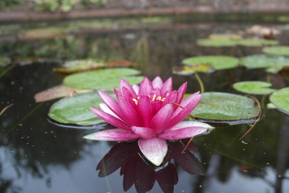 pink lotus flower on water