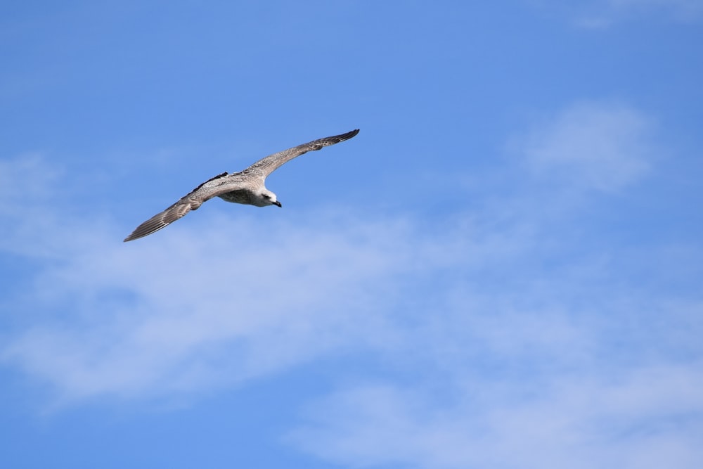 oiseau blanc et noir volant sous le ciel bleu pendant la journée