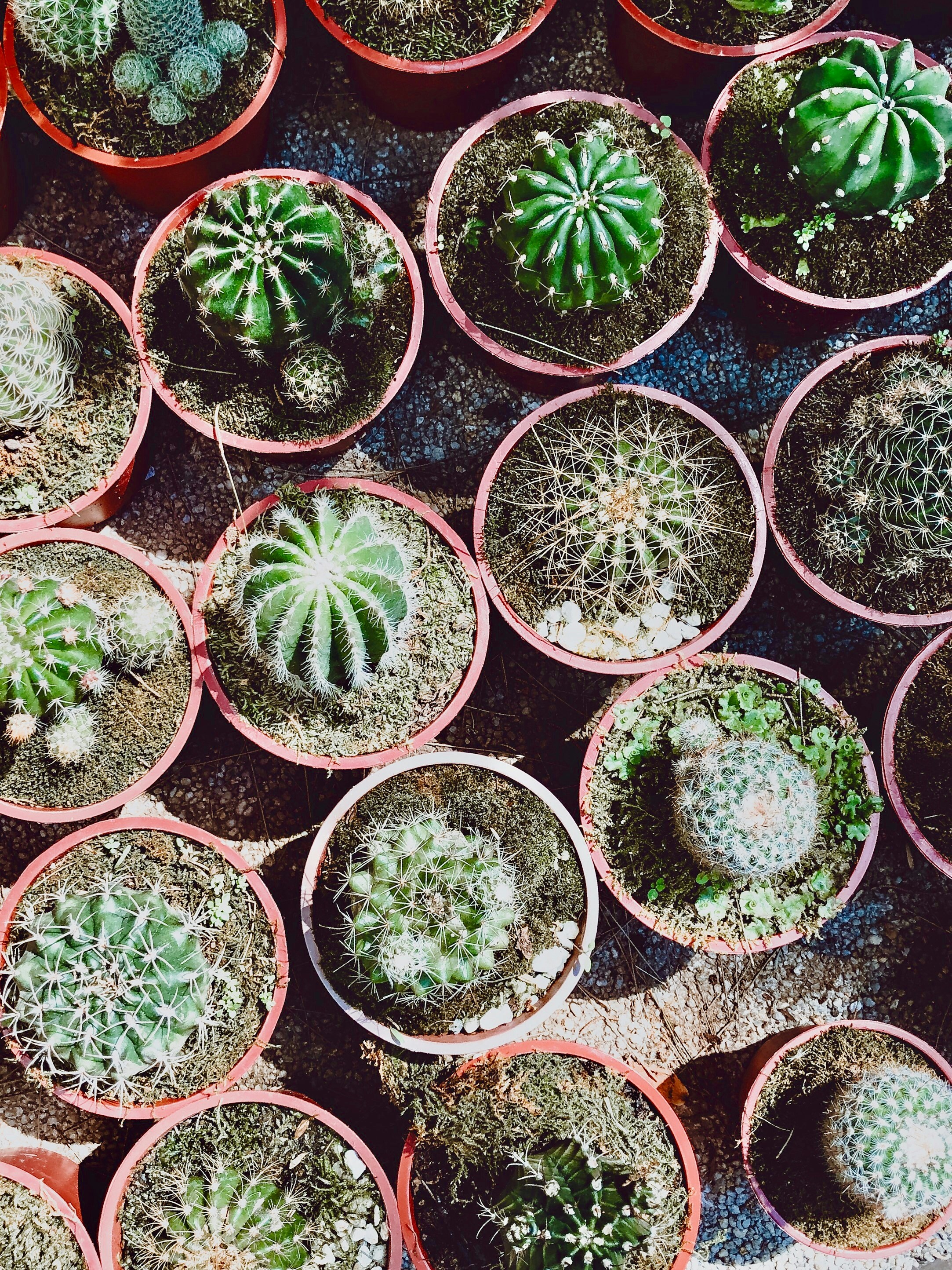 Photo by melonmarlon