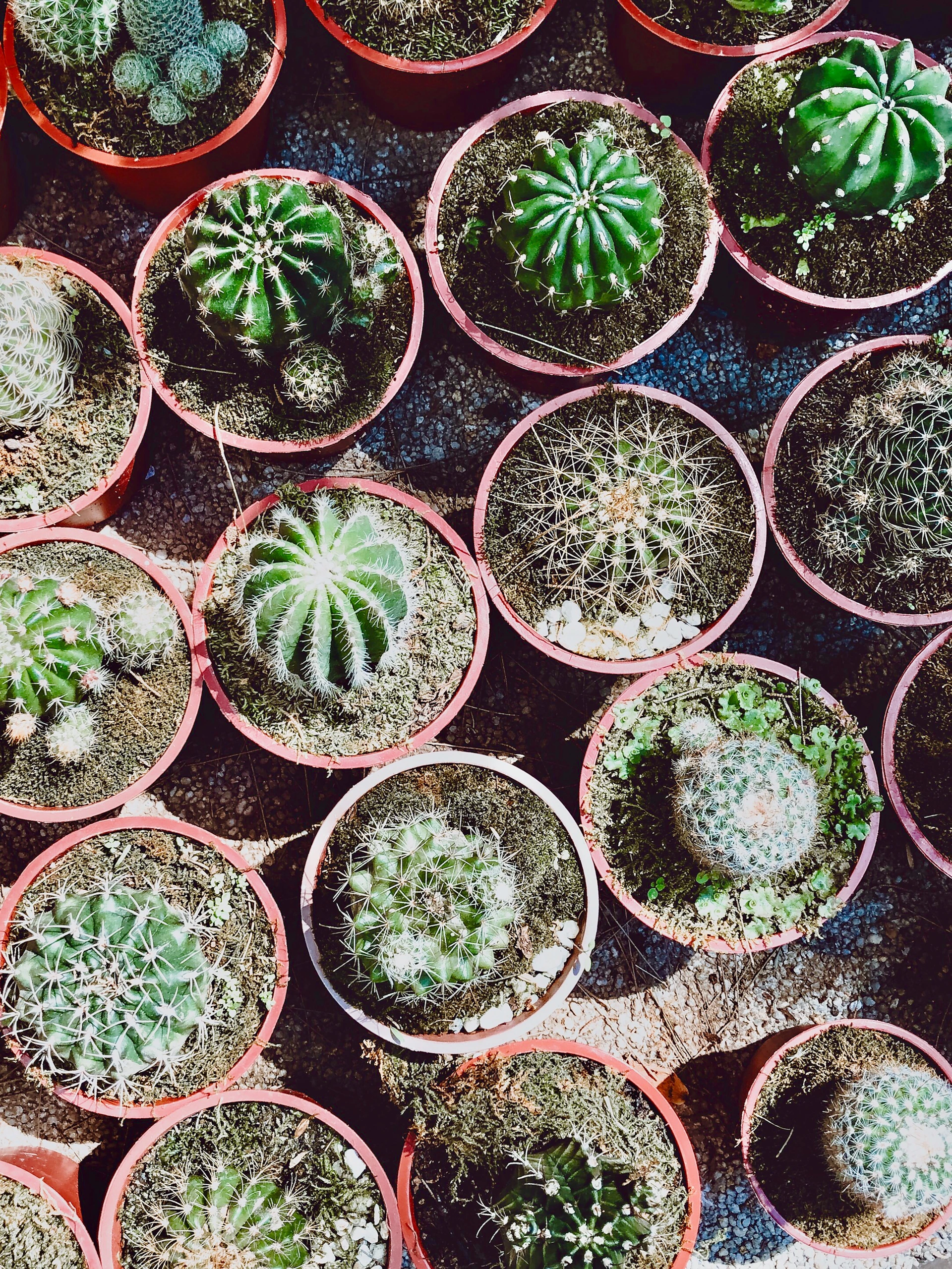 green and red succulent plants