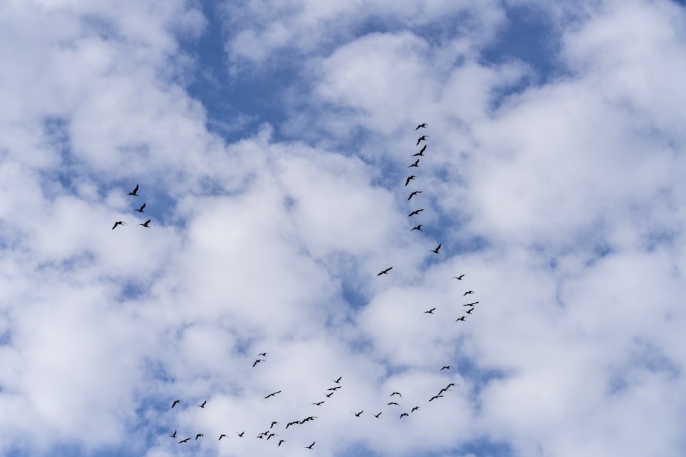 pássaros voando sob nuvens brancas durante o dia