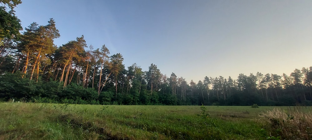 green grass field and green trees under blue sky during daytime