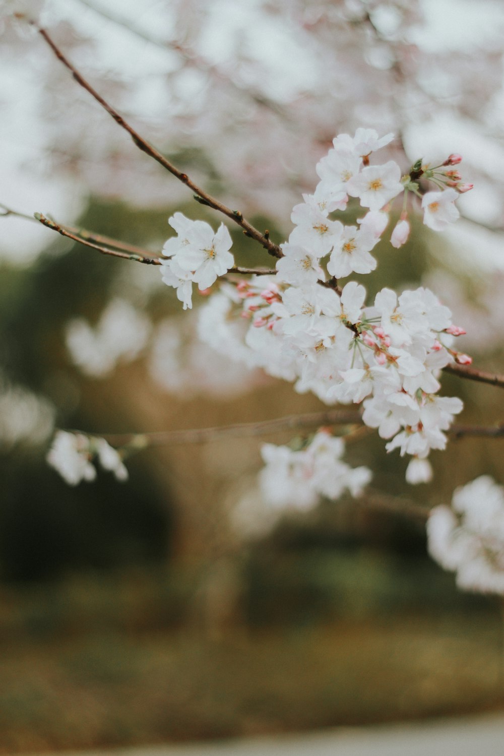 white cherry blossom in close up photography