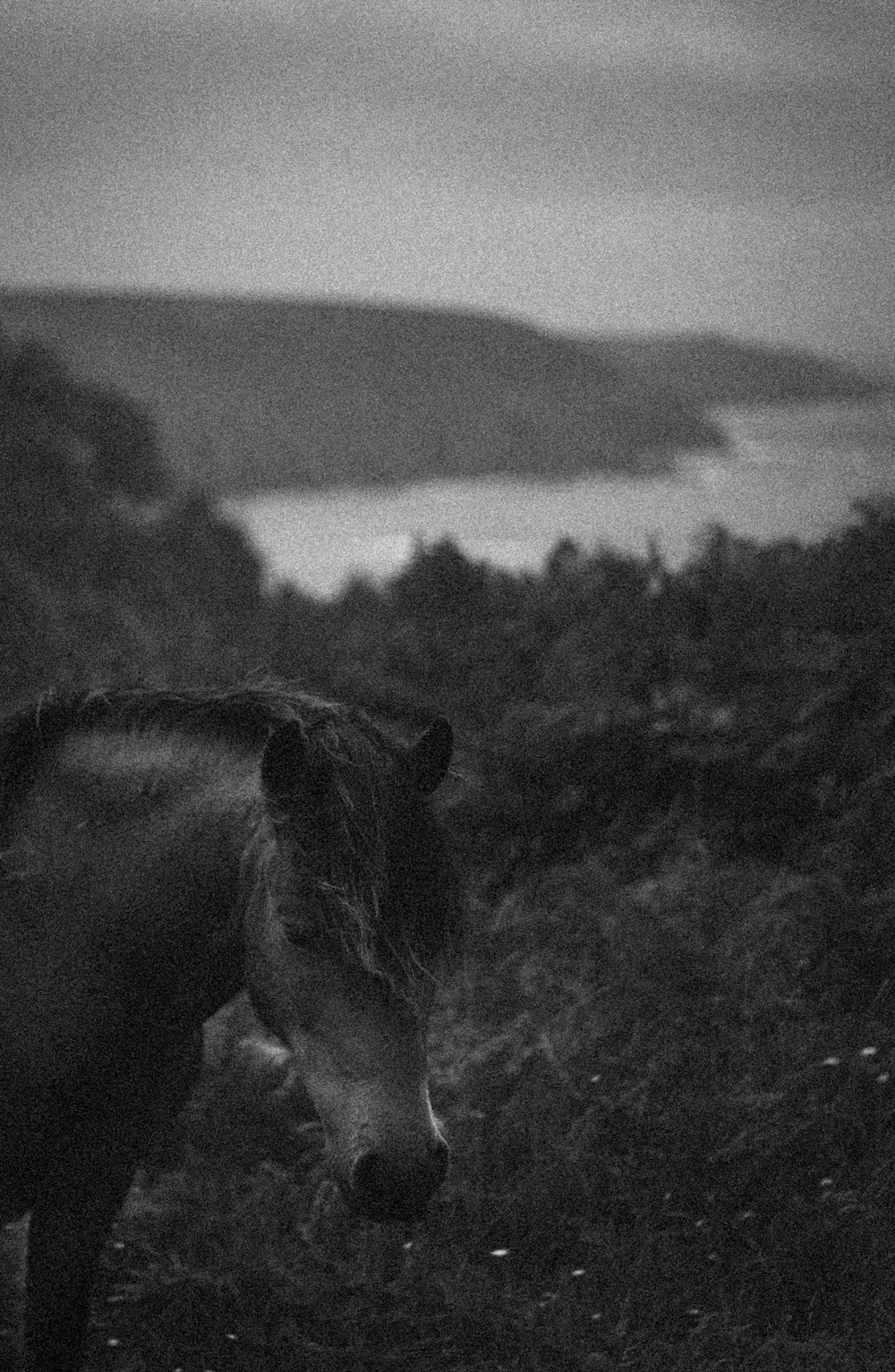 grayscale photo of horse on grass field