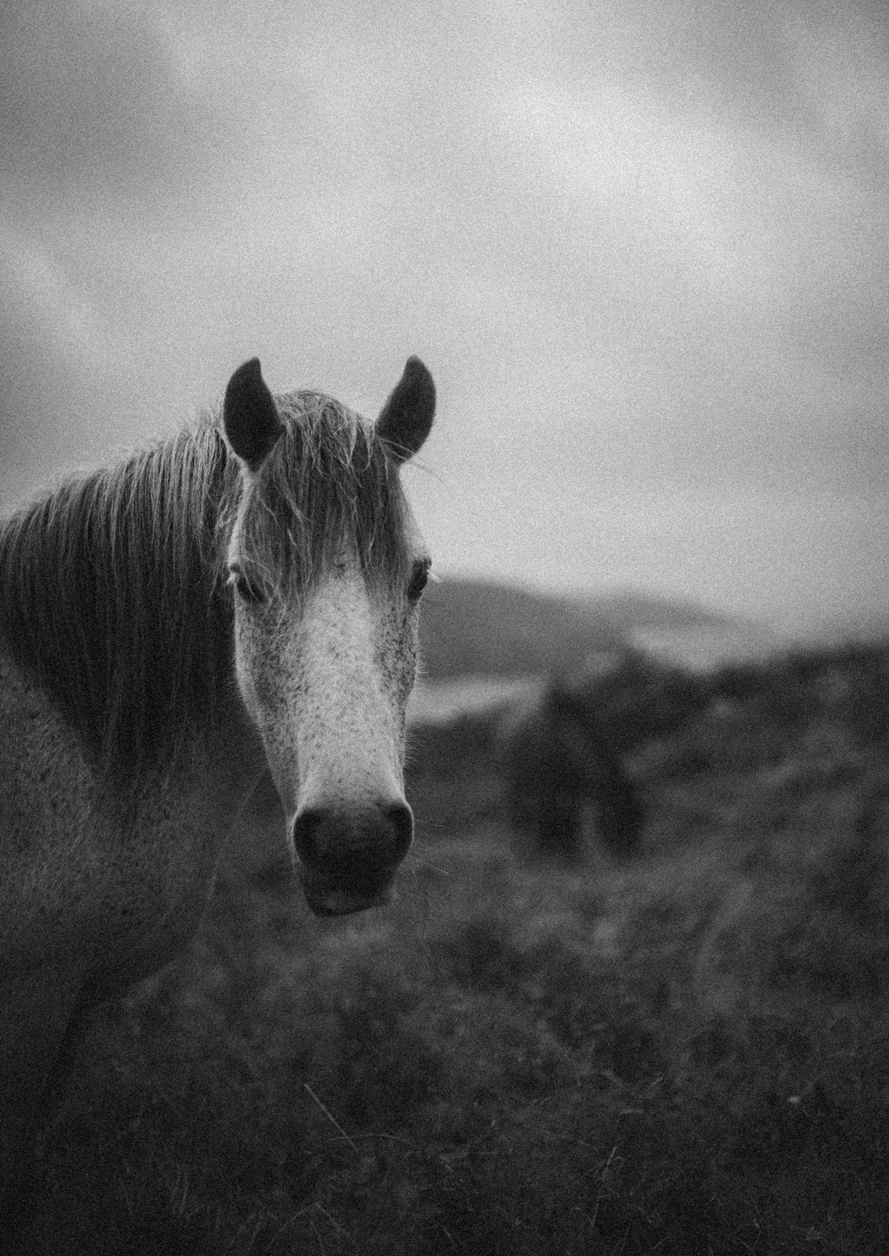 foto em tons de cinza do cavalo no campo da grama