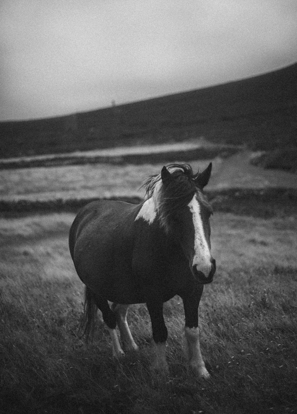 잔디밭에 말의 그레이스케일 사진
