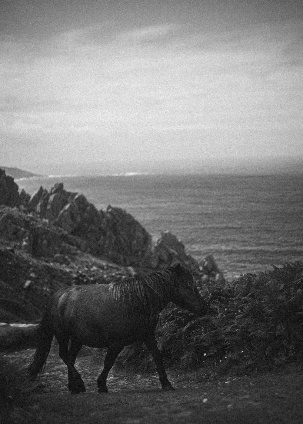 grayscale photo of horse eating grass