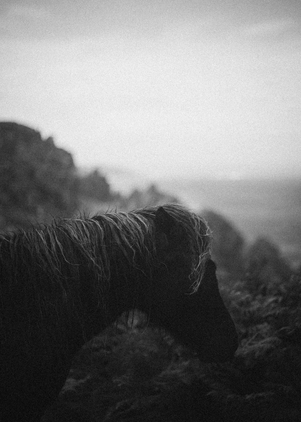 grayscale photo of a horse on a hill